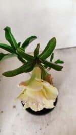 Planta Dobrada 3557 – 35cm – 03 anos - Imagem 4