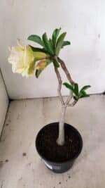 Planta Dobrada 3557 – 35cm – 03 anos - Imagem 5