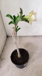 Planta Dobrada 3557 – 35cm – 03 anos - Imagem 7