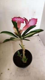 Planta Dobrada 3558 – 30cm – 02 anos - Imagem 6