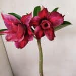 Planta Dobrada 3558 – 30cm – 02 anos