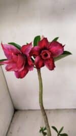 Planta Dobrada 3558 – 30cm – 02 anos