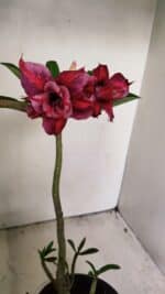 Planta Dobrada 3558 – 30cm – 02 anos - Imagem 5