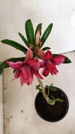 Planta Dobrada 3558 – 30cm – 02 anos - Imagem 4