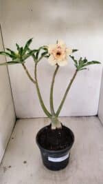 Planta Dobrada 3559 – 35cm – 03 anos - Imagem 2