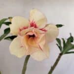 Planta Dobrada 3559 – 35cm – 03 anos