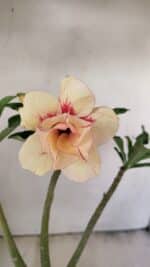 Planta Dobrada 3559 – 35cm – 03 anos