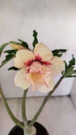 Planta Dobrada 3559 – 35cm – 03 anos - Imagem 4