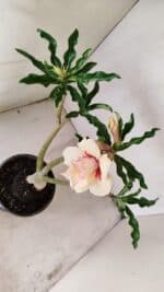 Planta Dobrada 3559 – 35cm – 03 anos - Imagem 6