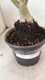 Planta Dobrada 3559 – 35cm – 03 anos - Imagem 7