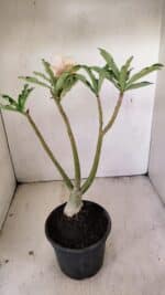 Planta Dobrada 3559 – 35cm – 03 anos - Imagem 8