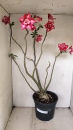 Planta Dobrada 3560 – 65cm – 04 anos - Imagem 2