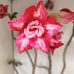 Planta Dobrada 3560 – 65cm – 04 anos