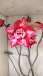 Planta Dobrada 3560 – 65cm – 04 anos