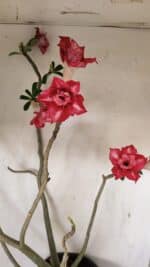 Planta Dobrada 3560 – 65cm – 04 anos - Imagem 4