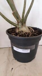 Planta Dobrada 3560 – 65cm – 04 anos - Imagem 8