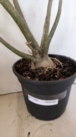 Planta Dobrada 3560 – 65cm – 04 anos - Imagem 6