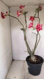 Planta Dobrada 3560 – 65cm – 04 anos - Imagem 7