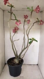 Planta Dobrada 3560 – 65cm – 04 anos - Imagem 5