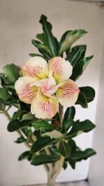 Planta Dobrada 3561 – 35cm – 03 anos - Imagem 5