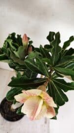 Planta Dobrada 3561 – 35cm – 03 anos - Imagem 9