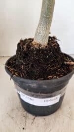 Planta Dobrada 3561 – 35cm – 03 anos - Imagem 8