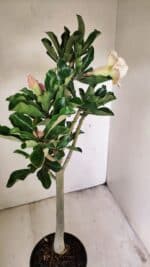 Planta Dobrada 3561 – 35cm – 03 anos - Imagem 7