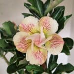 Planta Dobrada 3561 – 35cm – 03 anos