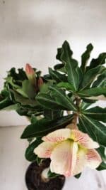 Planta Dobrada 3561 – 35cm – 03 anos - Imagem 4