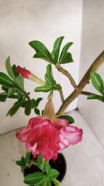 Planta Dobrada 3562 – 35cm – 03 anos - Imagem 4