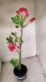Planta Dobrada 3562 – 35cm – 03 anos - Imagem 8