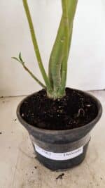 Planta Dobrada 3562 – 35cm – 03 anos - Imagem 7