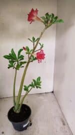 Planta Dobrada 3562 – 35cm – 03 anos - Imagem 6