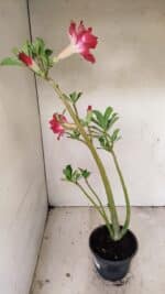 Planta Dobrada 3562 – 35cm – 03 anos - Imagem 5