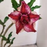 Planta Dobrada 3563 – 35cm – 03 anos