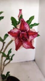 Planta Dobrada 3563 – 35cm – 03 anos