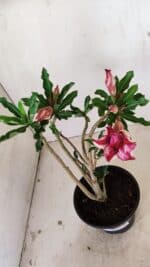 Planta Dobrada 3563 – 35cm – 03 anos - Imagem 8