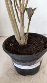 Planta Dobrada 3563 – 35cm – 03 anos - Imagem 7