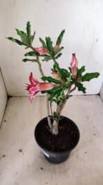 Planta Dobrada 3563 – 35cm – 03 anos - Imagem 5