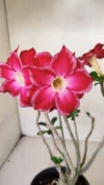 Planta Dobrada 3564 – 35cm – 03 anos