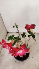 Planta Dobrada 3564 – 35cm – 03 anos - Imagem 4