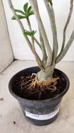 Planta Dobrada 3564 – 35cm – 03 anos - Imagem 6