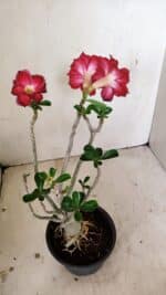 Planta Dobrada 3564 – 35cm – 03 anos - Imagem 5