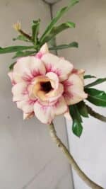 Planta Dobrada 3565 – 35cm – 03 anos - Imagem 4