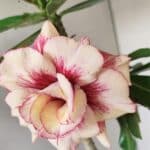 Planta Dobrada 3565 – 35cm – 03 anos