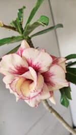 Planta Dobrada 3565 – 35cm – 03 anos