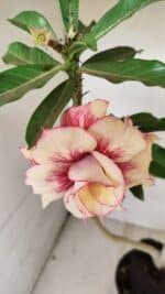 Planta Dobrada 3565 – 35cm – 03 anos - Imagem 3