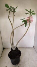 Planta Dobrada 3565 – 35cm – 03 anos - Imagem 6