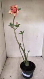 Planta Dobrada 3566 – 35cm – 03 anos - Imagem 2