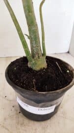 Planta Dobrada 3566 – 35cm – 03 anos - Imagem 7